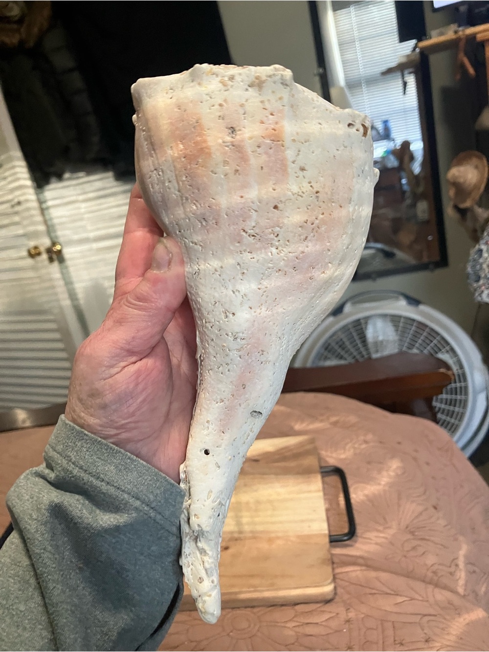 Large Lightning Whelk White Shell - Picture 7 of 9